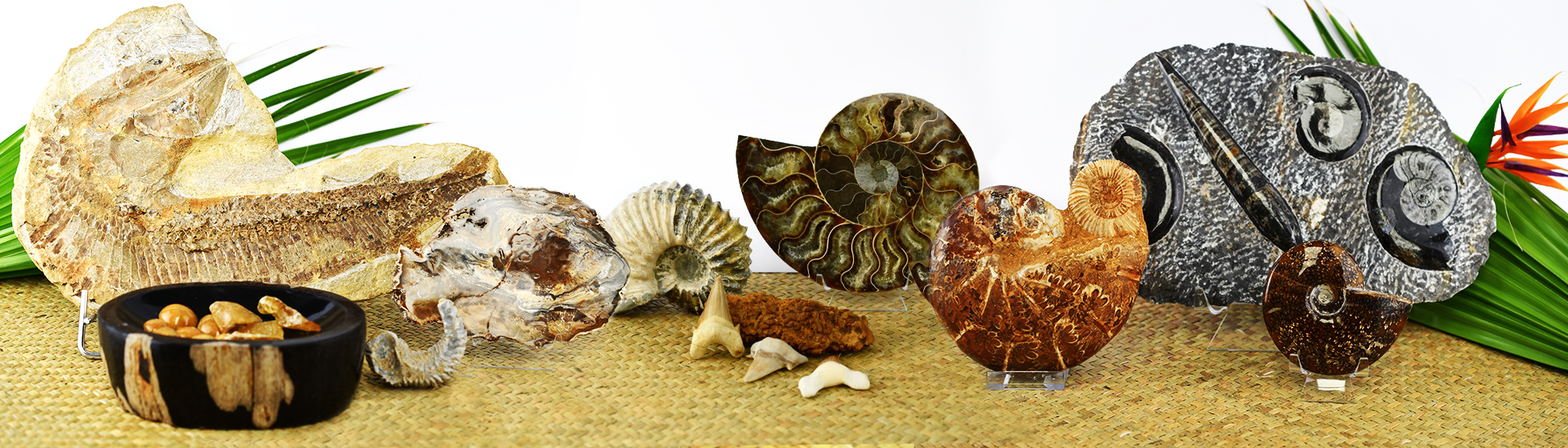 Fossilien, Muscheln und mehr ...