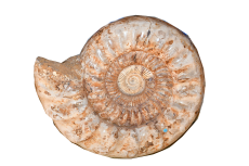 Ammonit poliert XXL