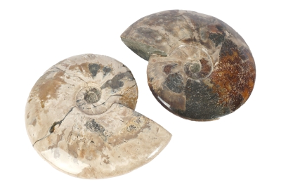 Jumbo Ammonites Polished