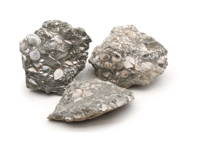 Versteinerte Muscheln in Kalkstein