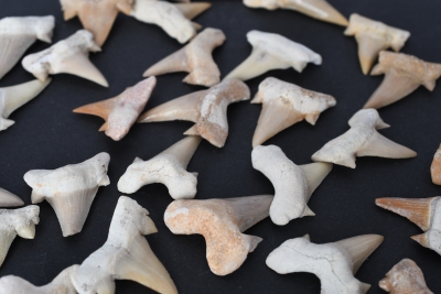 Versteinerter Haifischzahn klein Marokko