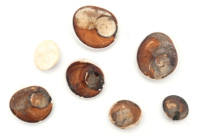 Shivas Auge (Operculum) roh