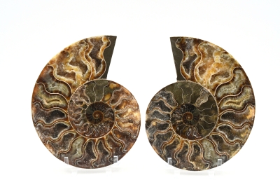 Ammonite Pairs A-quality big