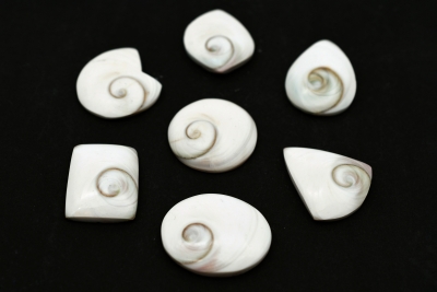 Shivas Eye (Operculum) Various Forms
