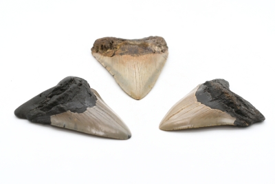 Megalodon Tooth