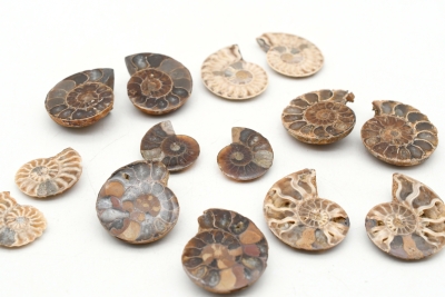Ammoniten Paare 1 - 3 cm (10 Paare)