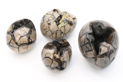 Septaria Wild Eggs Jumbo