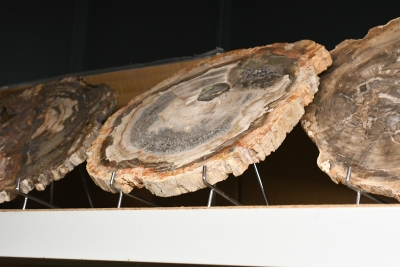 13.1. versteinerte Holzscheiben Madagaskar 50 kg