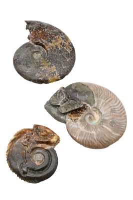 Ammonite Carving