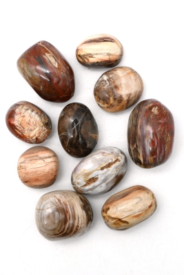 Petrified wood tumbled stones jumbo