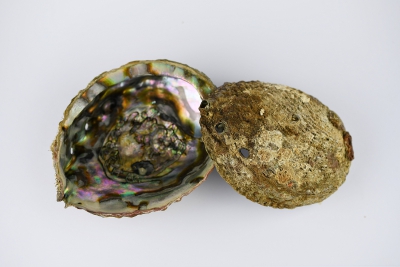 Abalone Muschel natur