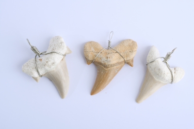 Petrified Shark Tooth Pendant