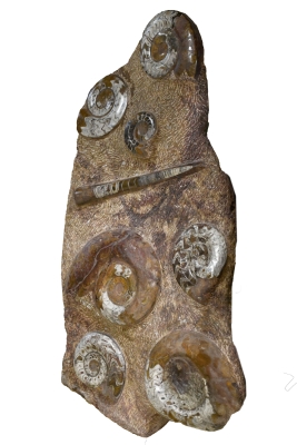 Orthoceras and Ammonite Plate 2