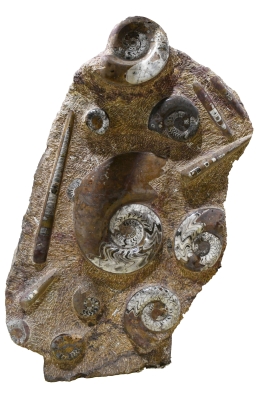 Orthoceras und Ammoniten Platte 1