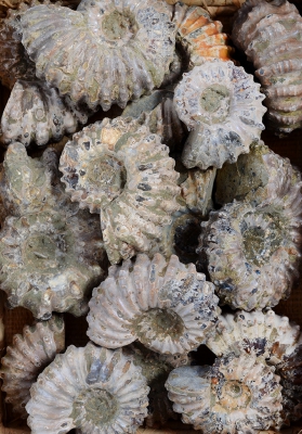 Ammonite Douvilleiceras Natural