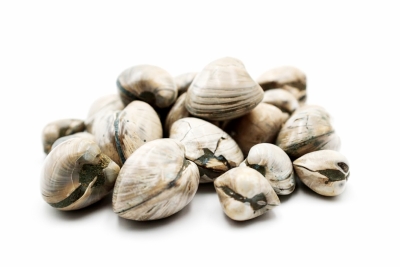 Muscheln Mini Madagskar