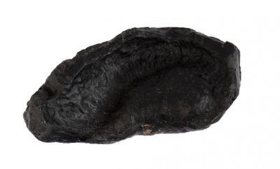 Versteinerte Walohrknochen