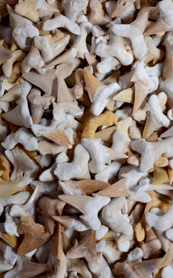 Versteinerter Haifischzahn gro� Marokko