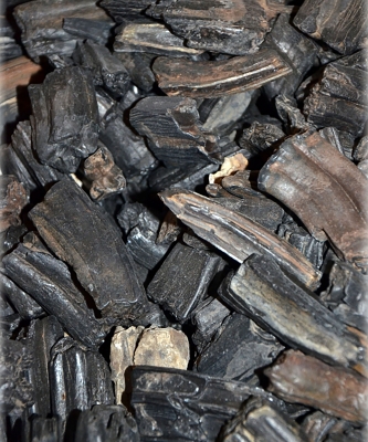 Fossilized Horse Teeth