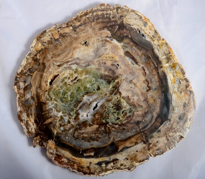 Petrified Wood Slice Madagascar