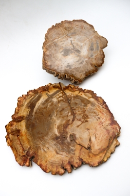 Petrified Wood Slice Indonesia