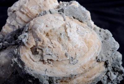 Versteinerte Auster / Mercenaria permagna