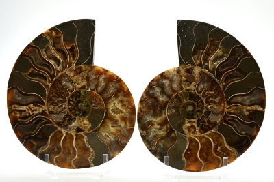 Ammoniten Paare A