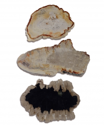 Versteinertes Holz Scheiben Indonesien