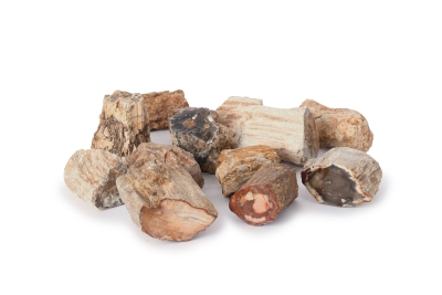 Versteinertes Holz Astst�cke