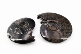 Ammonites Polished black