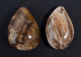 Versteinertes Holz Drop Shape gebohrt 5-er Set