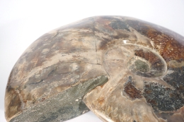 Jumbo Ammonites Polished