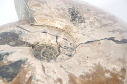 Jumbo Ammonites Polished