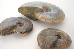 Ammoniten opalisiert