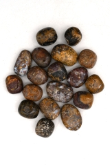 Petrified wood palm tree root tumbled stones