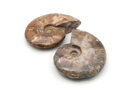 Ammoniten poliert