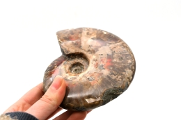 Ammoniten poliert