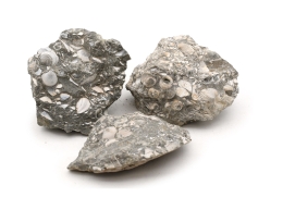 Fossilized shells in limestone 300 kg