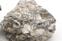 Fossilized shells in limestone 300 kg