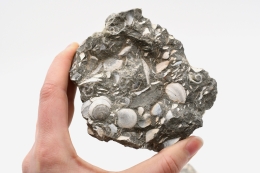 Fossilized shells in limestone 300 kg