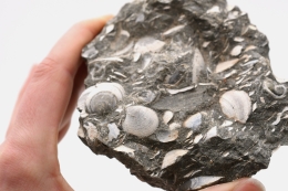 Fossilized shells in limestone 300 kg