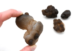 Achat Knollen Marokko