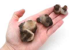 Achat Knollen Marokko