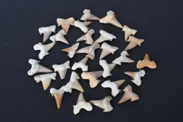 Versteinerter Haifischzahn klein Marokko