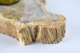 Petrified Wood Bowl Brazil