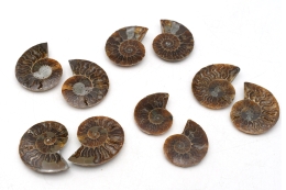 Ammoniten Paare 3 - 5 cm 10 Paare A-Qualit�t