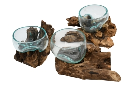 Glasschale auf Kaffeestrauchwurzel