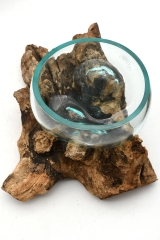 Glass bowl on coffee bush root