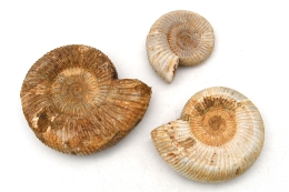 Ammoniten Perisphingtes natur 60 - 100 mm