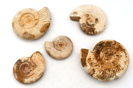 Ammonites Perisphingtes natural 60 - 100 mm
